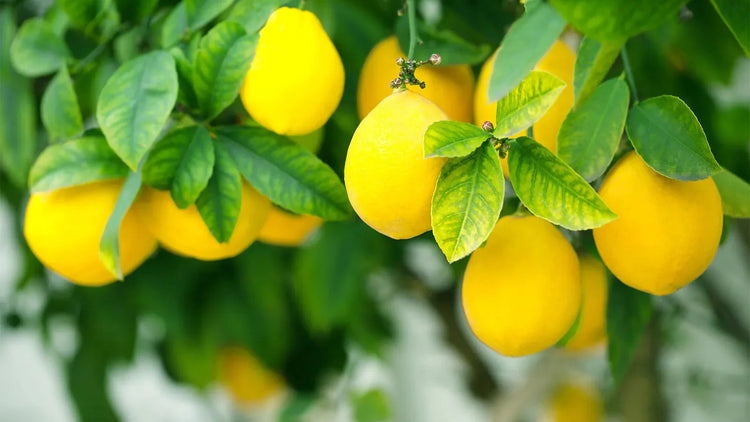 柑橘調 (Citrus)